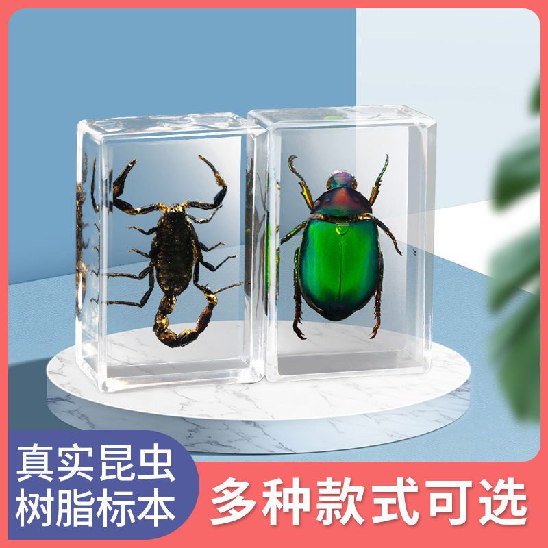 昆虫标本树脂海洋动物琥珀摆件 蝎子蜘蛛螃蟹金龟子科普教学装饰
