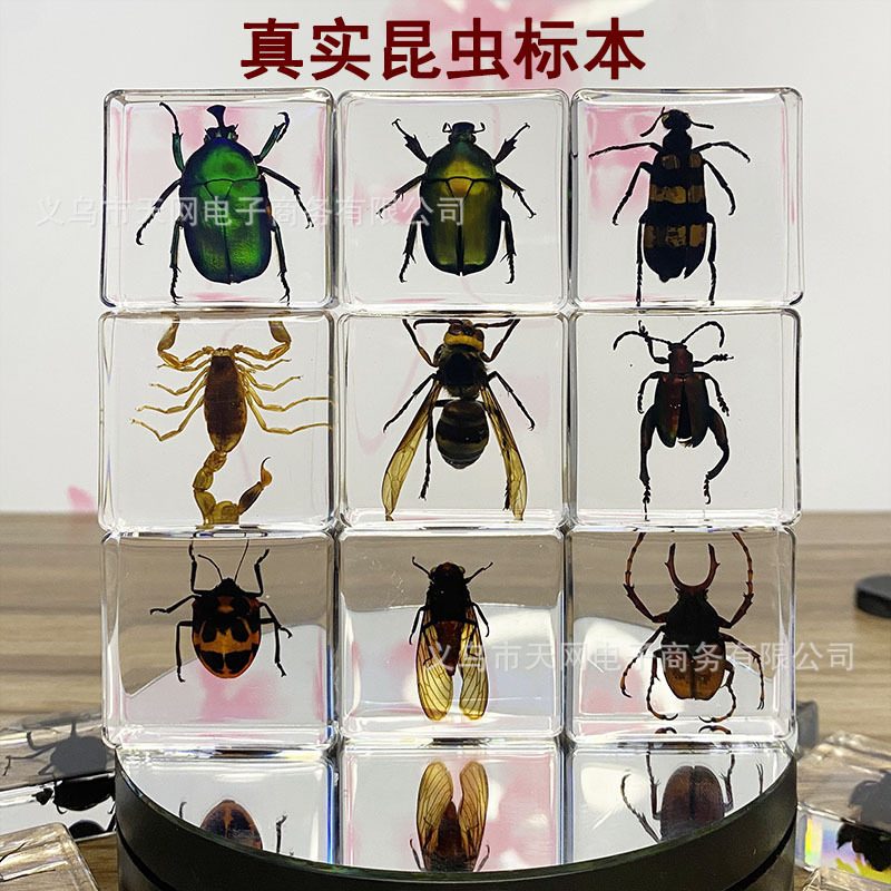 昆虫标本树脂琥珀摆件 蝎子蜘蛛蚂蚁金龟甲虫海洋生物教学观赏标本